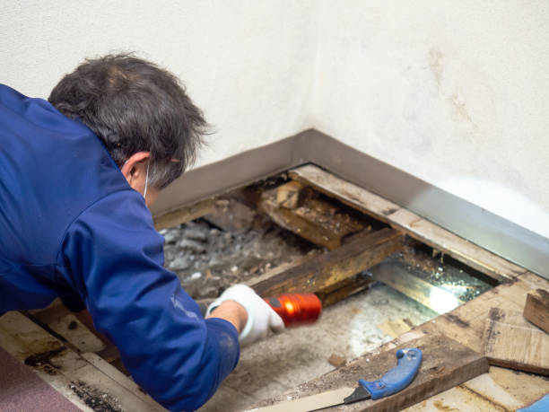 Best Professional Mold Removal  in Elsa, TX