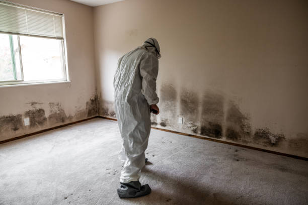 Best Commercial Mold Removal  in Elsa, TX