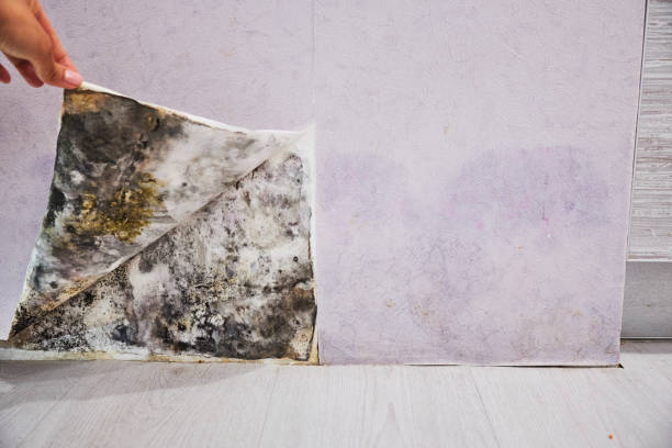 Best Fast Mold Removal  in Elsa, TX